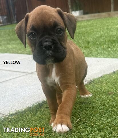 PUREBRED BOXER PUPPIES