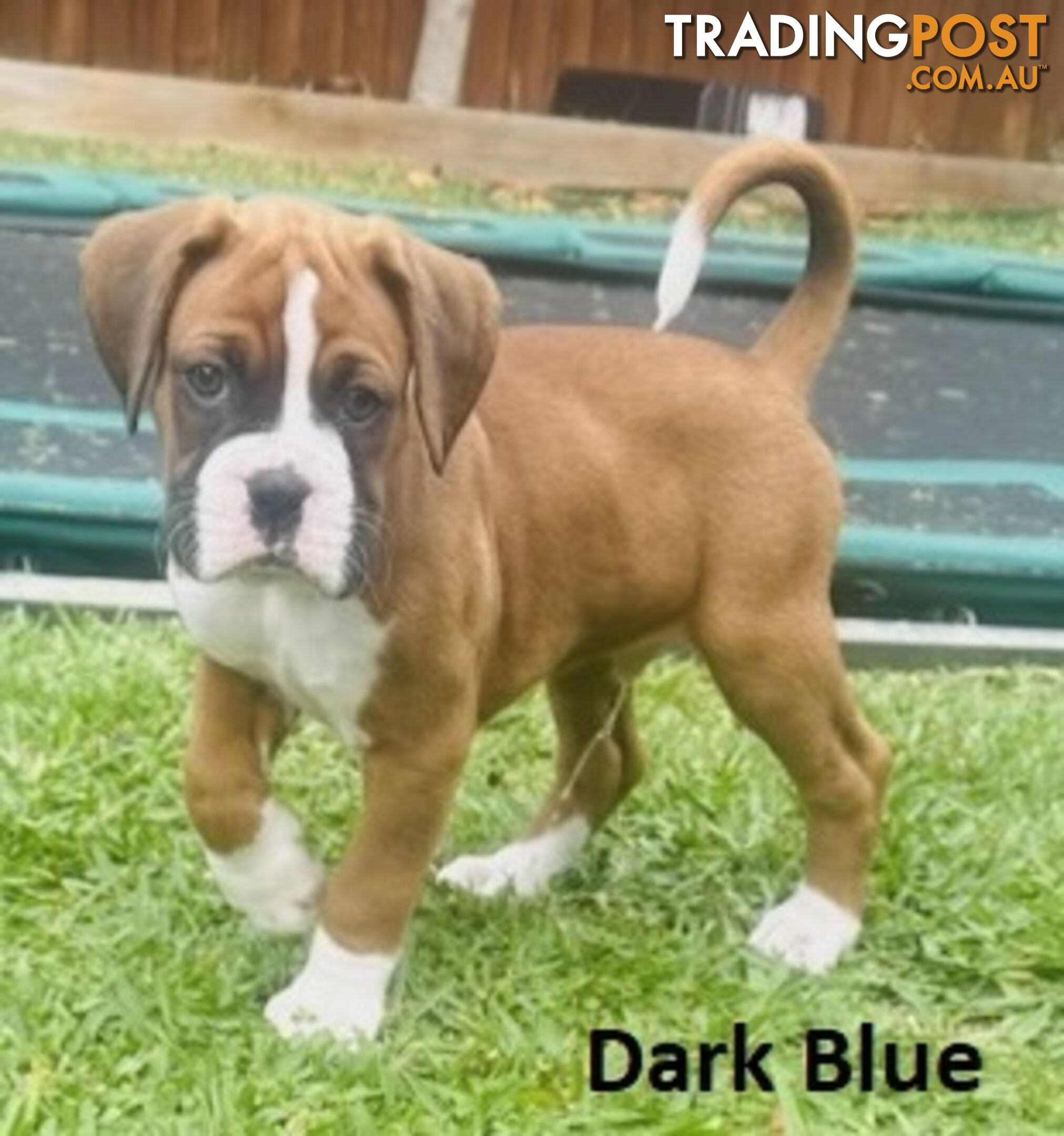 PUREBRED BOXER PUPPIES