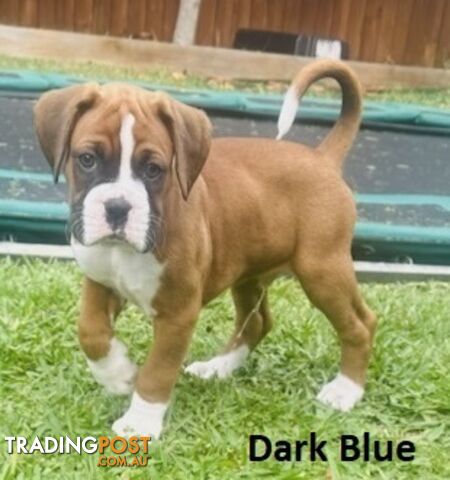 PUREBRED BOXER PUPPIES