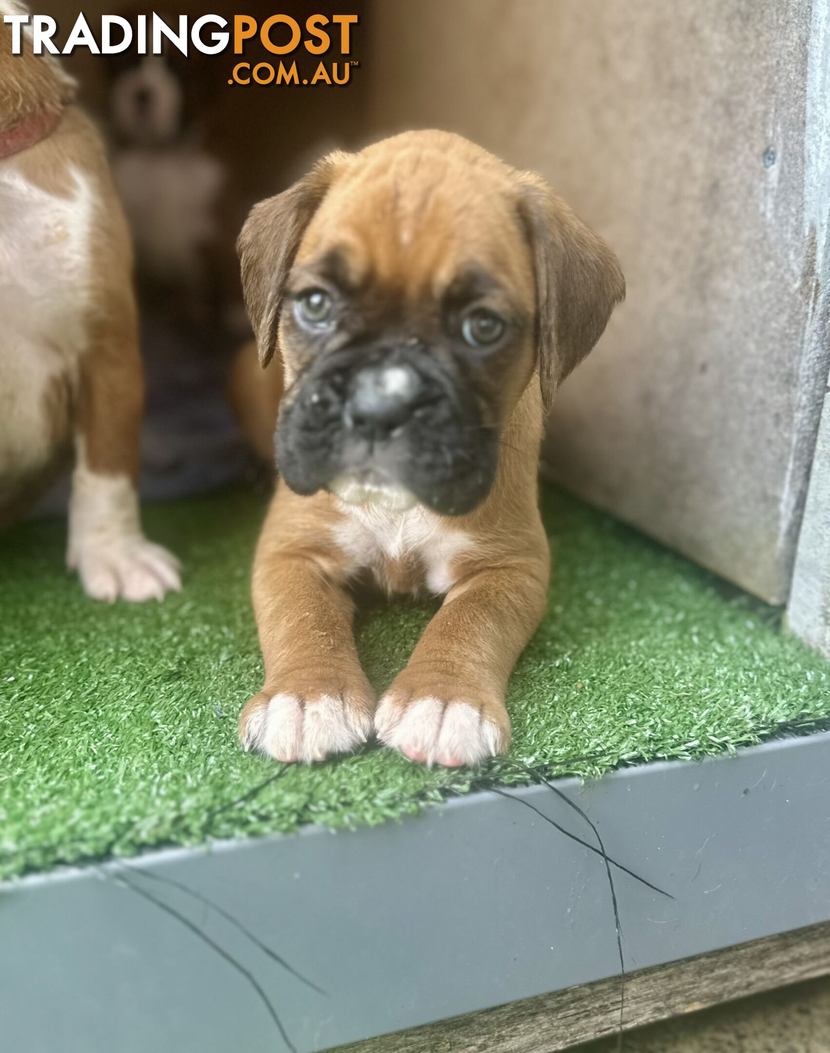 PUREBRED BOXER PUPPIES