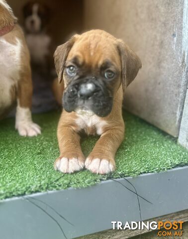 PUREBRED BOXER PUPPIES