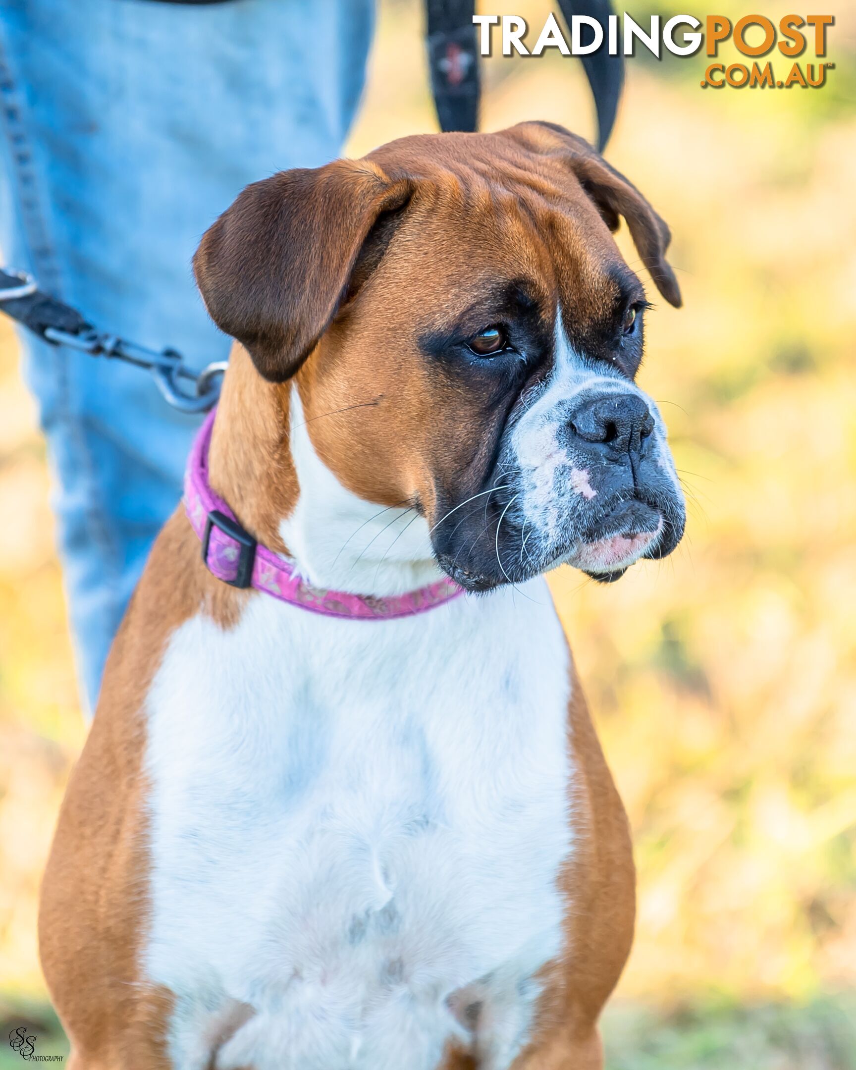 PUREBRED BOXER PUPPIES