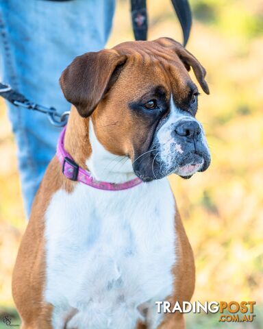 PUREBRED BOXER PUPPIES