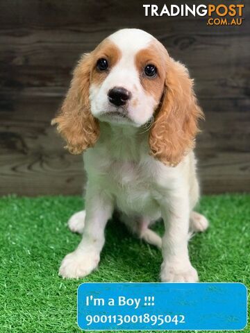 Blenheim Cavoodle (3/4 Cavalier x Poodle) Puppy!