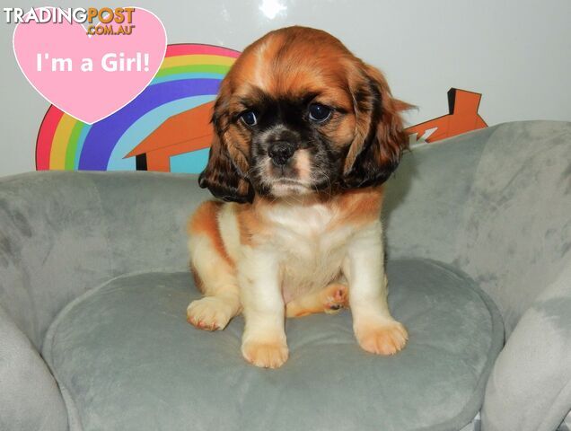 Tibetan Spaniel x Pug - Call now 