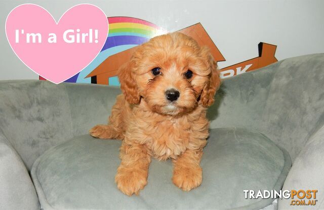 Cavoodle, French Bulldog  x Pug, Moodle, Spoodle, Shih Tzu, Cockalier, Chihuahua puppies available