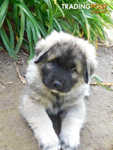 Sarplaninac x Maremma puppies