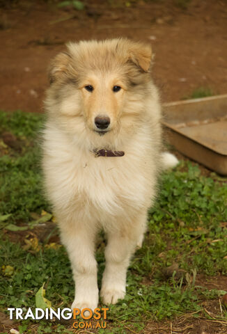 Beautiful rough collie boy