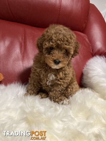 Toy Cavoodle Puppy