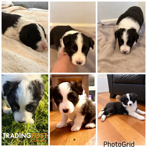Border collie puppies - photo 4 of 8