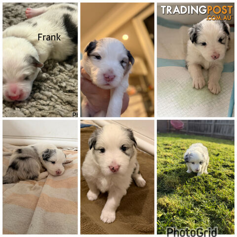 Border collie puppies - photo 3 of 8