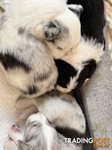 Border collie puppies