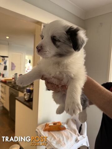 Border collie puppies - photo 2 of 8