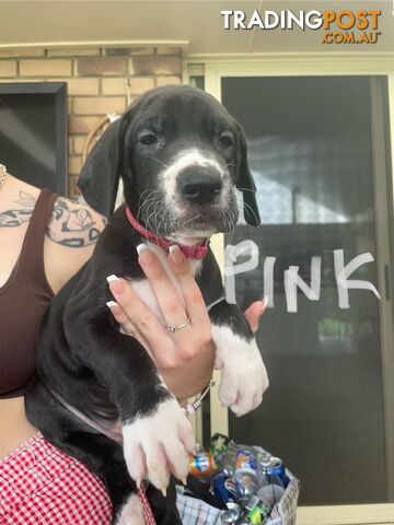 Great Dane purebred puppies ready for homes