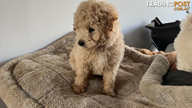 15 Poodle (Toy) Puppies in Victoria