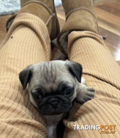 Pug Puppies Pure Breed