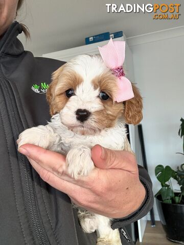 Toy Cavoodle first generation available now ! 2 females left