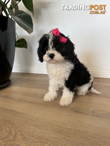 1 female left ! Toy Cavoodle first generation