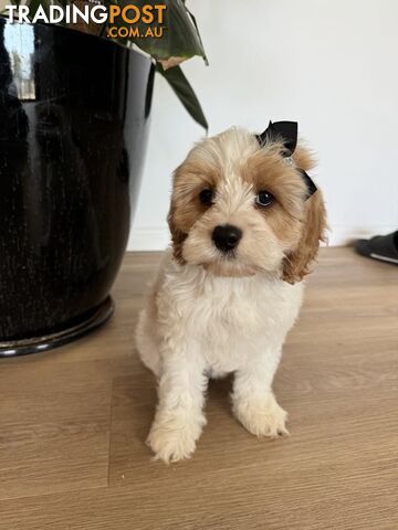 Toy Cavoodle first generation available now ! 2 females left