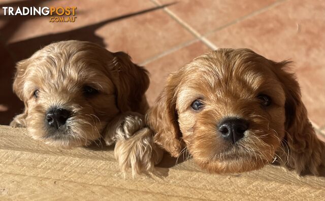 Cavoodle  Puppies - Hand Raised - 1st Generation - Ready for new homes on 24th January