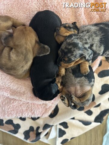 Mini Dapple Dachshund puppies!!!