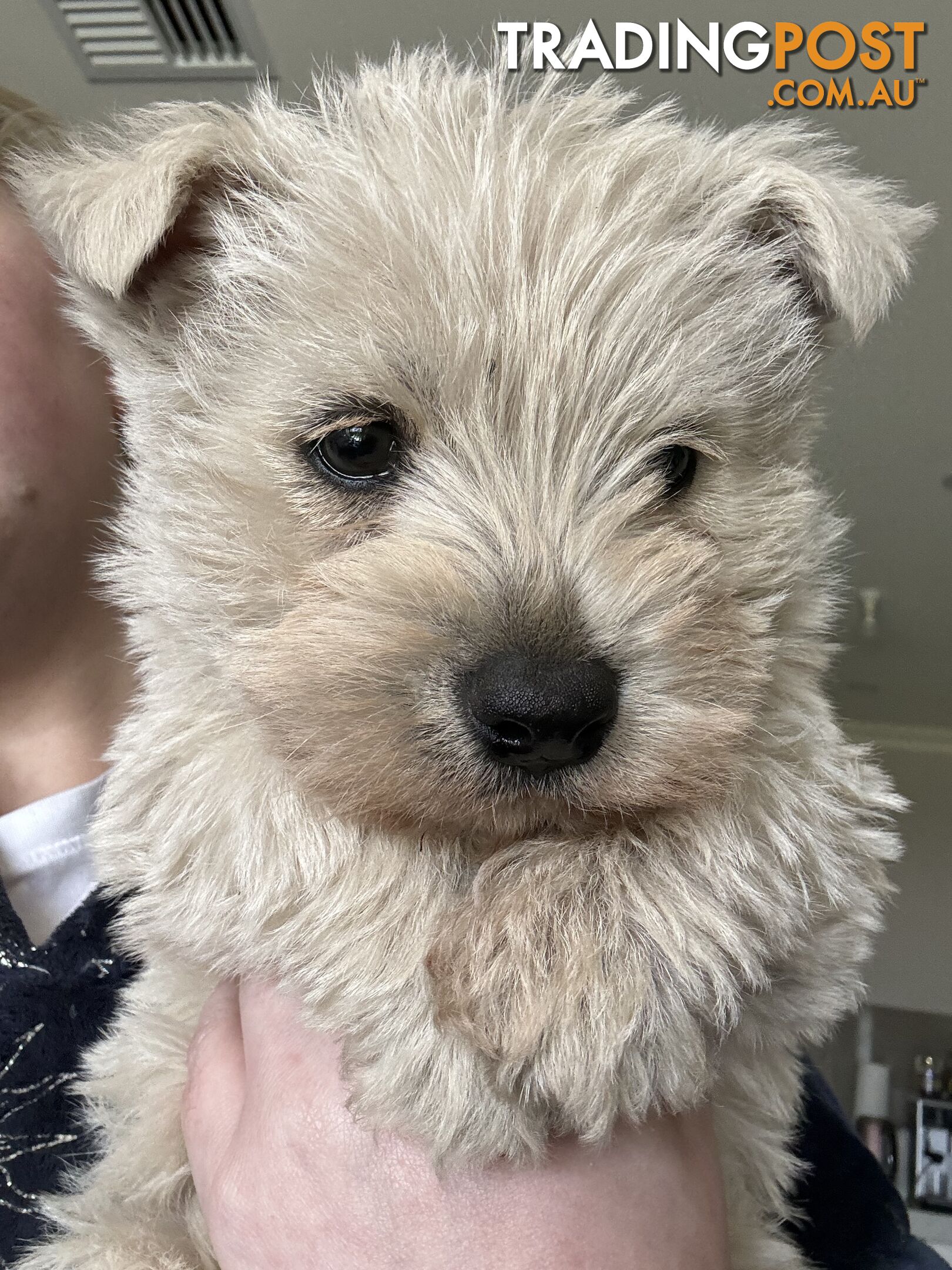 EXPRESSIONS OF INTEREST! 1 male West Highland Terrier Puppy for Sale