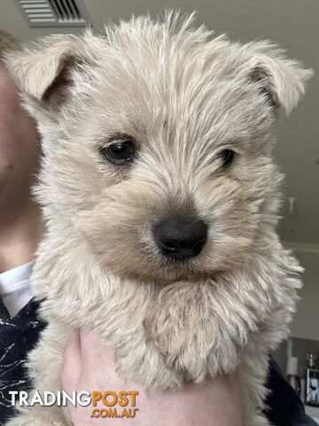 EXPRESSIONS OF INTEREST! 1 male West Highland Terrier Puppy for Sale