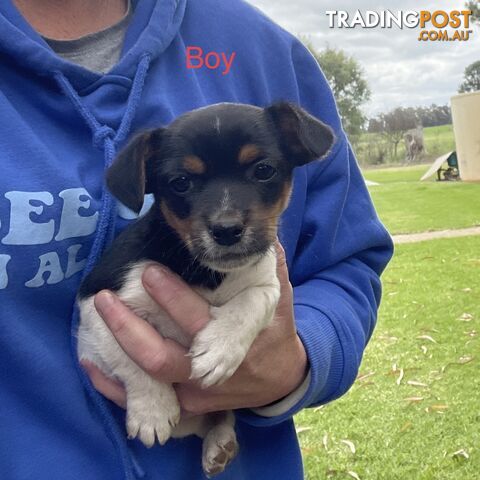 Fox terrier puppy