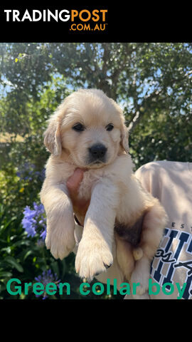 Golden Retriever Puppies