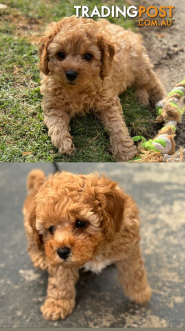 Last Two Male Cavoodle Puppies - 10 Weeks Old