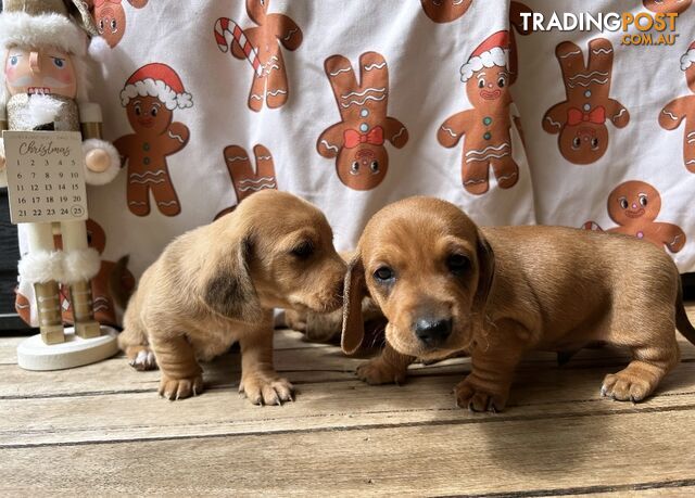 Miniature dachshund puppies