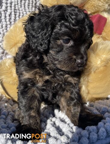 Cavoodle male. Only one left.
