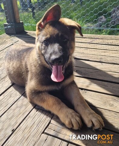 Pedigree German shepherd pups