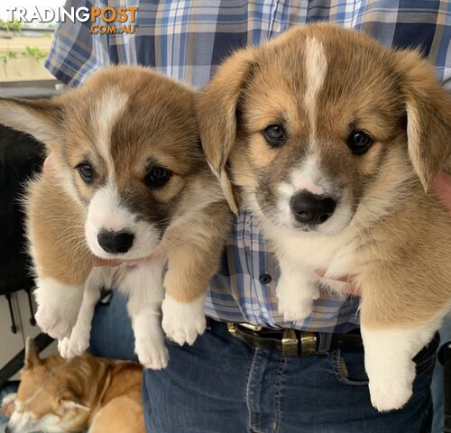 100% Pembroke Welsh Corgi Puppies