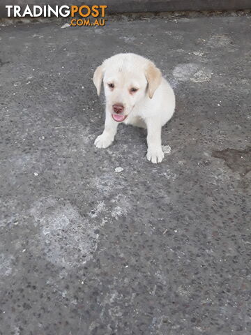 2 Labrador Retriever puppies for sale