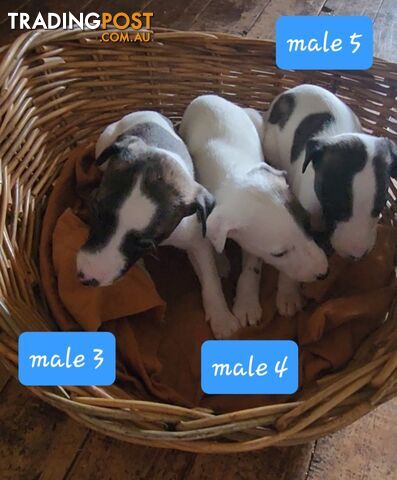 Whippet puppies