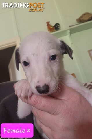 Whippet puppies