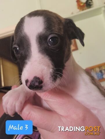 Whippet puppies