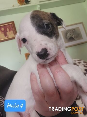 Whippet puppies