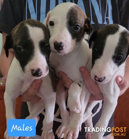 Whippet puppies