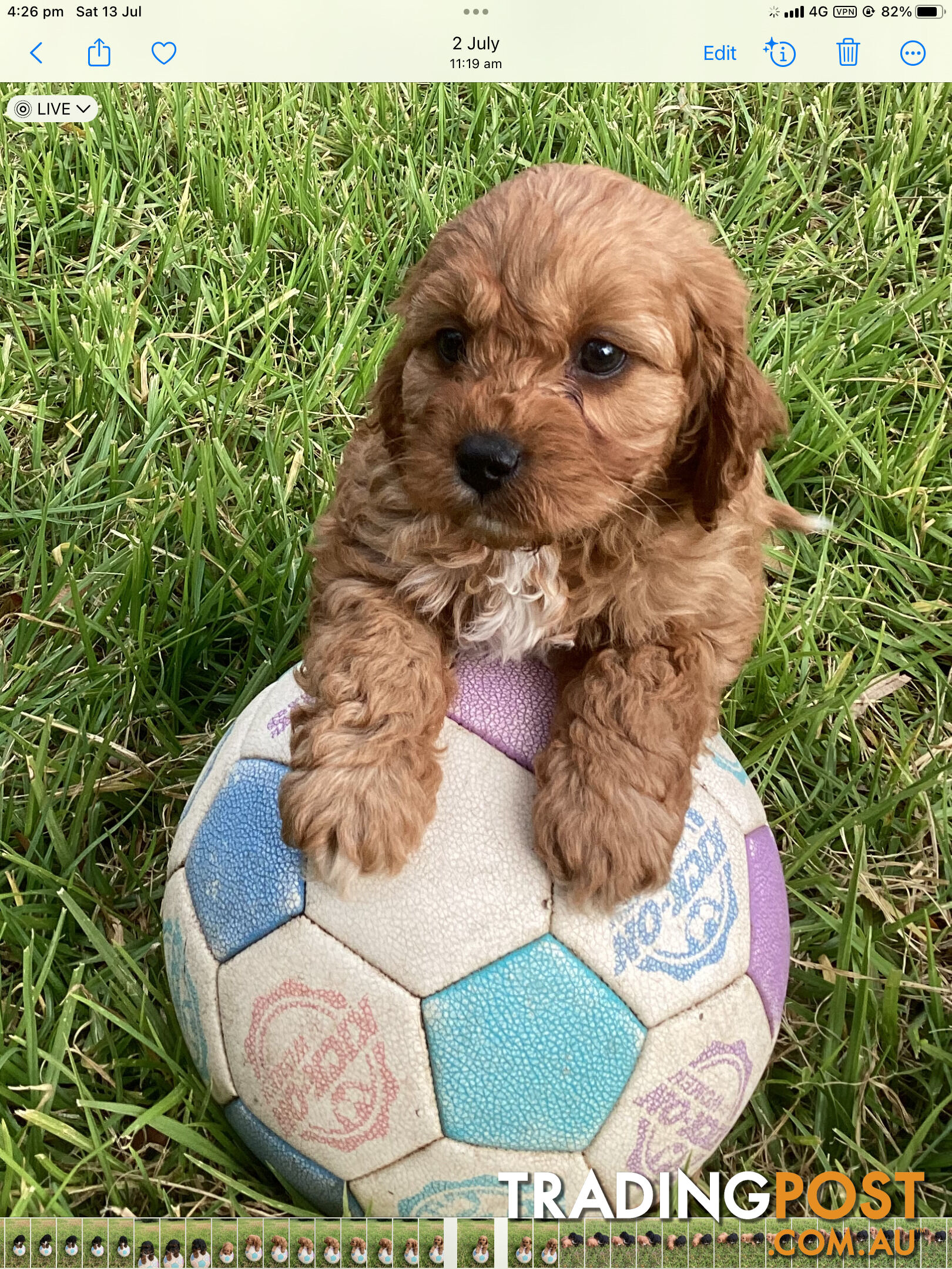 Cavoodle