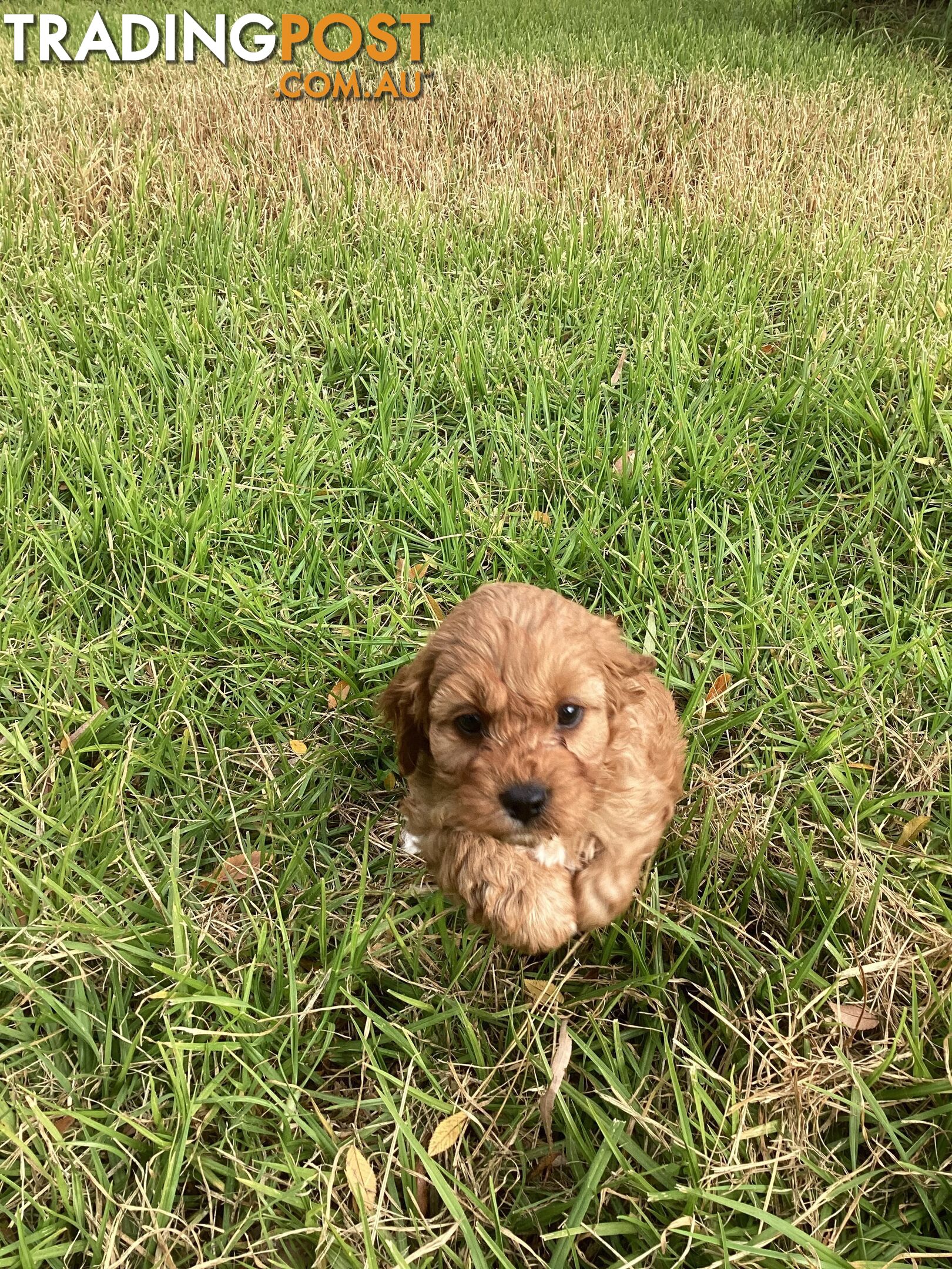 Cavoodle