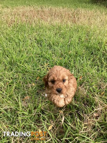 Cavoodle