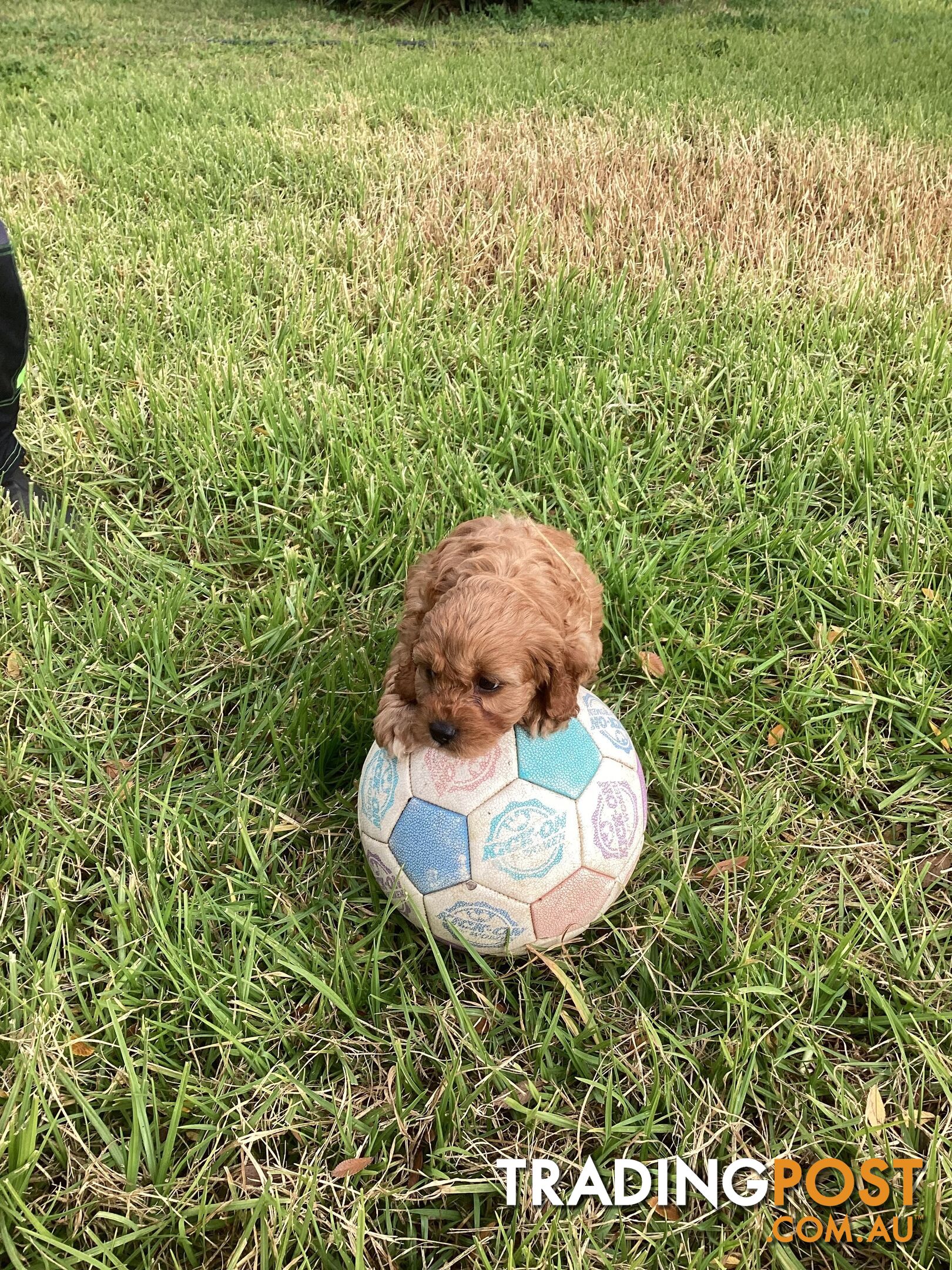 Cavoodle