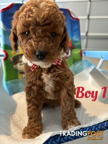 **Cavoodle Puppies Ready for Their Forever Homes!**