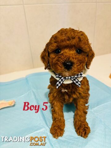 **Cavoodle Puppies Ready for Their Forever Homes!**