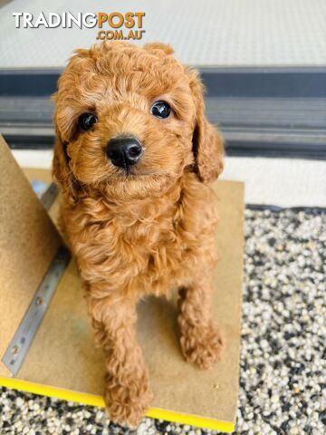 **Cavoodle Puppies Ready for Their Forever Homes!**