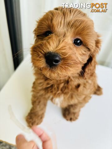 Cavoodle Puppies（Only one male left）