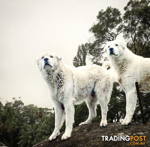 Purebred Registered Maremma Sheepdogs