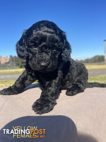 Gorgeous cavoodles x spoodles puppies looking for their forever homes